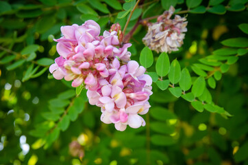 Beautiful pink acacia Robinia hispida flowers on a background of green leaves on a Sunny day. Beautiful background with flowers