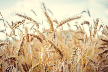 Fototapeta premium Close-up of wheat spikelets against a blue sky with clouds on a Sunny summer day