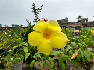 Closeup view of a beautiful yellow Allamanda flower in a roof top garden