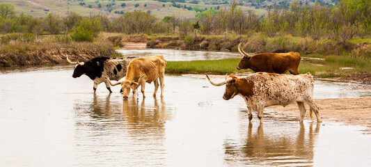 Texas longhorn cattle crossing a river on a ranch near Woodward, Oklahoma - obrazy, fototapety, plakaty
