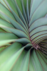 Obraz na płótnie Canvas close up of succulent plant