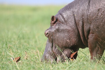 Hippos playing around the Chobe River in Botswana