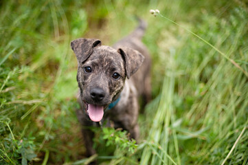Adorable Puppy dog in grass with tongue out
