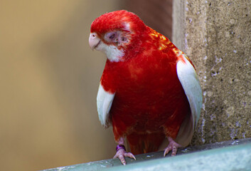 close up of a red parrot, blind red parrot