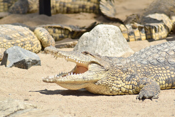Duży krokodyl w zbliżeniu w wodzie i na piasku.