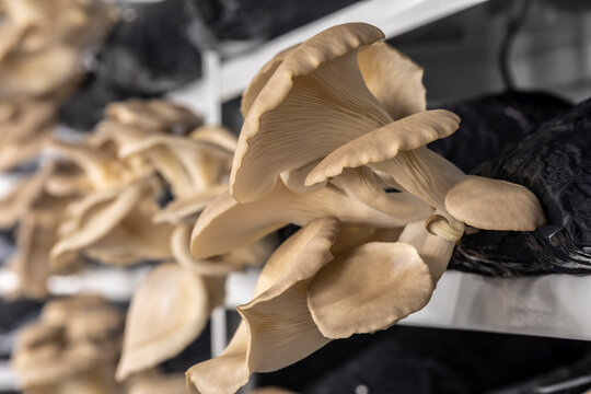 culture of oyster mushrooms
