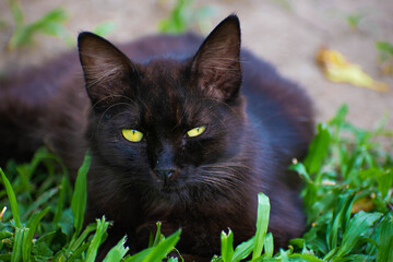 black cat on grass, black cat with bright yellow eyes