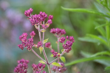 Oregano plant (Origanum vulgare) about to bloom.