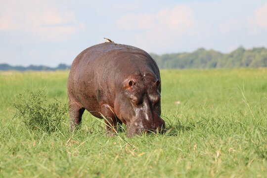 Big Hippo