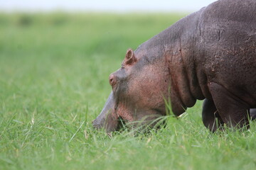 Fototapeta premium Hippos playing around the Chobe River in Botswana