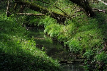 Fototapeta na wymiar Bachlauf im Aachener Wald in Deutschland
