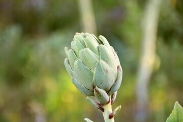 Artichoke flower, edible before leaving the colored petals.