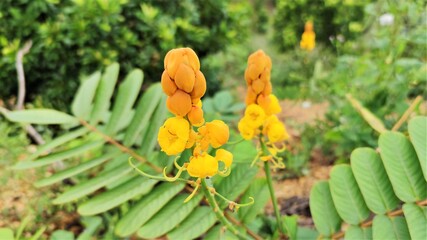 Photo of Senna alata flowers, is an important medicinal tree, as well as an ornamental flowering plant in the subfamily Caesalpinioideae. It also known as emperor's candlesticks