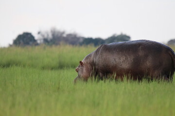 Hippos playing around the Chobe River in Botswana