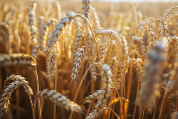 Fototapeta premium Wheat