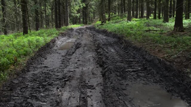 Mud track tire wheel mud soil earth in forest road poodle