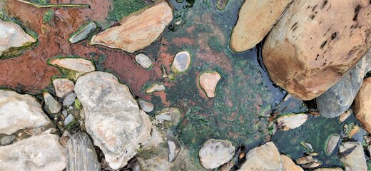 Photo of texture art of moss in water
