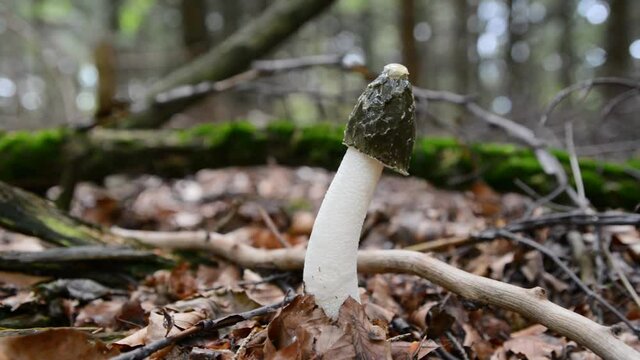 Phallus impudicus - stinkhorn mushroom in forest