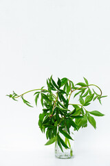 Green plant with curved branches and leaves in glass vase on white background