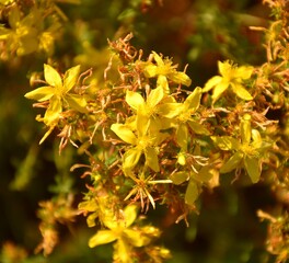 Bunch of yellow Hypericum perforatum flowers in plantation.