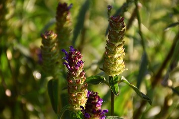 Lesser comfrey (Prunella vulgaris) in blue violet flower.