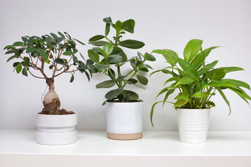Three ceramic white pots near white wall with modern green houseplant retro design, scandinavian style plant