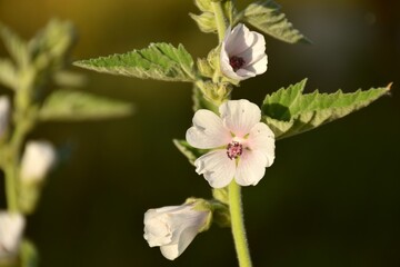 Marshmallow (Althaea officinalis) flowers of white color.