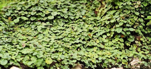 Photo of texture of green leaf