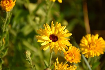 Yellow flower of Calendula officinalis in sandstone ground.
