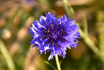 Cornflower violet and purple flower (Centaurea cyanus) in cultivation terrace.