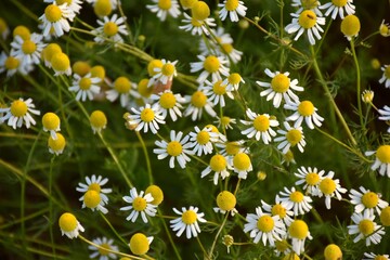 Colorful terrace of daisies (Chamaemelum nobile).