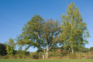 Eifel