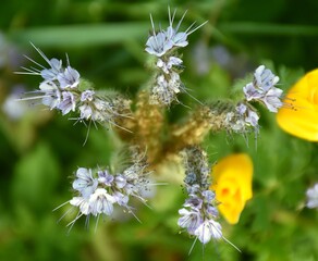Facelia plant (Phacelia tanacetifolia) in flower photographed from above.