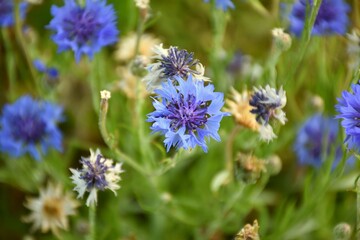 Cornflower violet and blue flower (Centaurea cyanus) in cultivation terrace.