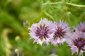 Cornflower pink and violet flower (Centaurea cyanus) in cultivation terrace.