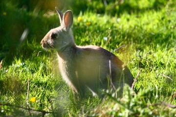 European Rabbit, Isle of Wight, UK