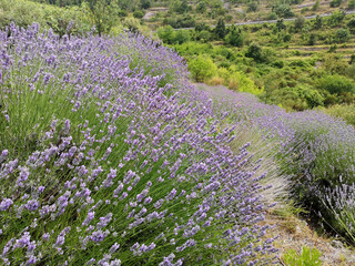 Mountain lavender field on Hvar island in Croatia