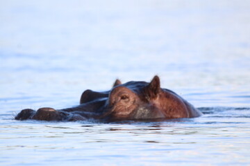 Fototapeta premium African Hippos playing and swimming by the Chobe River in Botswana