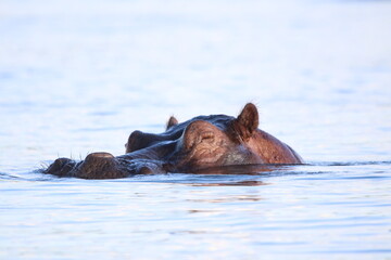 Fototapeta premium African Hippos playing and swimming by the Chobe River in Botswana