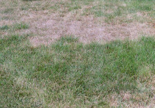 Lawn scorched by the sun with dry, discolored grasses. Brown dormant grass in the summertime because of hot dry climate. 