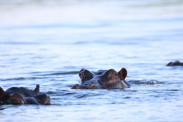 Fototapeta premium African Hippos playing and swimming by the Chobe River in Botswana