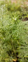 Dill mit Morgentau