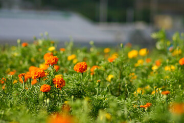 マリーゴールド