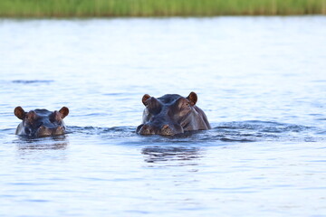 African Hippos playing and swimming by the Chobe River in Botswana