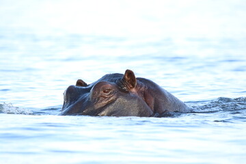 Fototapeta premium African Hippos playing and swimming by the Chobe River in Botswana