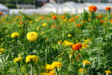 マリーゴールド