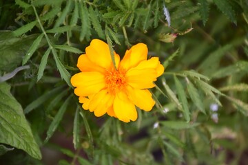 Orange yellow Tagete (Tagetes erecta) flower, grown in orchard.