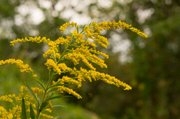 Beautiful yellow wildflowers. Flowers in the garden.