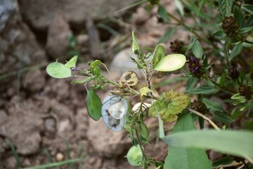 Lunaria annua plant with leaf-shaped seeds.