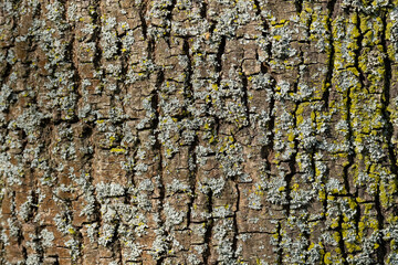 Flechten bewachsene Baumrinde